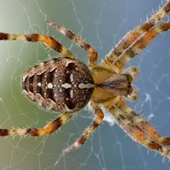 Arañas