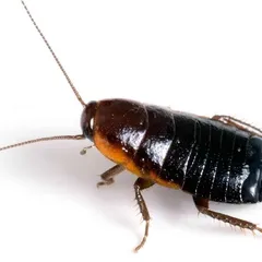 Cucaracha negra