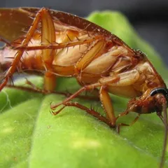 Cucaracha alemana
