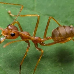 Hormigas