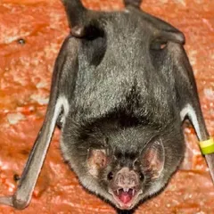 Murciélagos