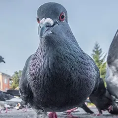 Palomas