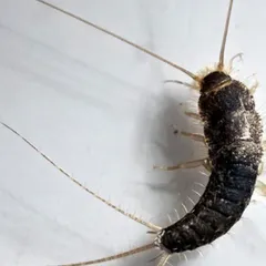 Pececillo de plata