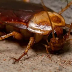 Cucaracha americana