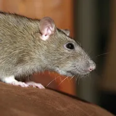 Rata de alcantarilla