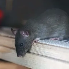 Rata de techo