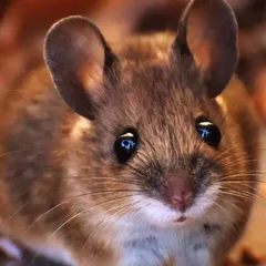 Ratón doméstico