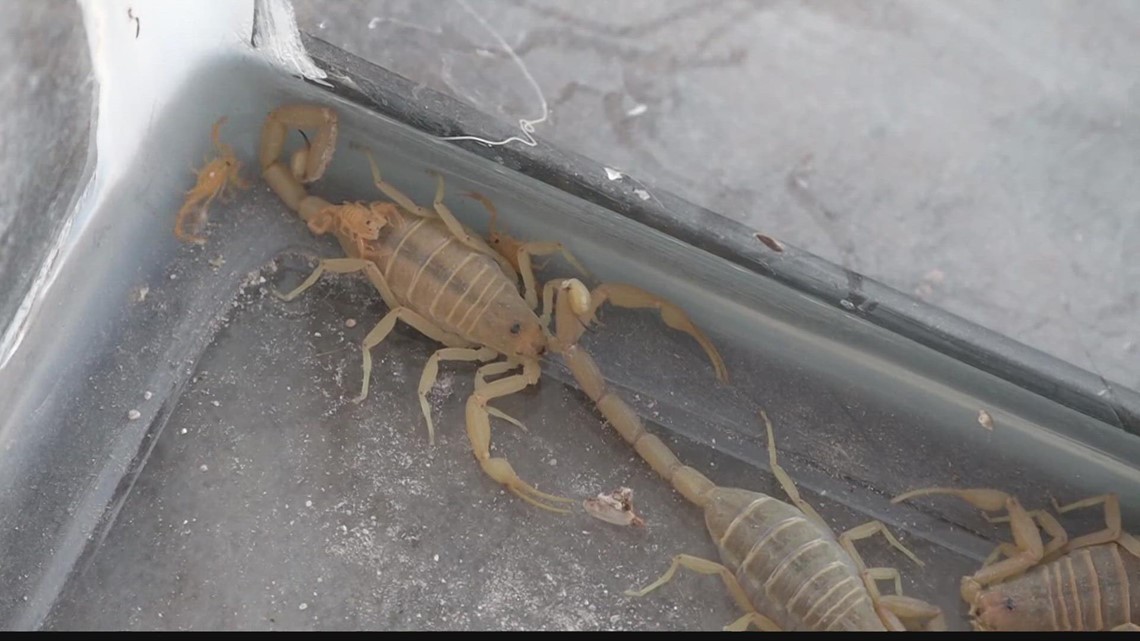 Control de escorpiones