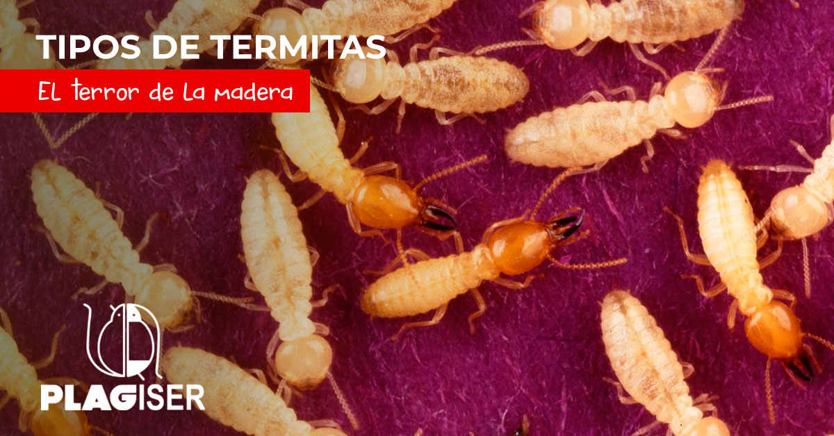 Daños por termitas